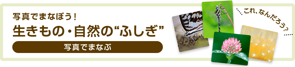 写真で学ぼう！生きもの・自然の“ふしぎ” これ、なんだろう？
