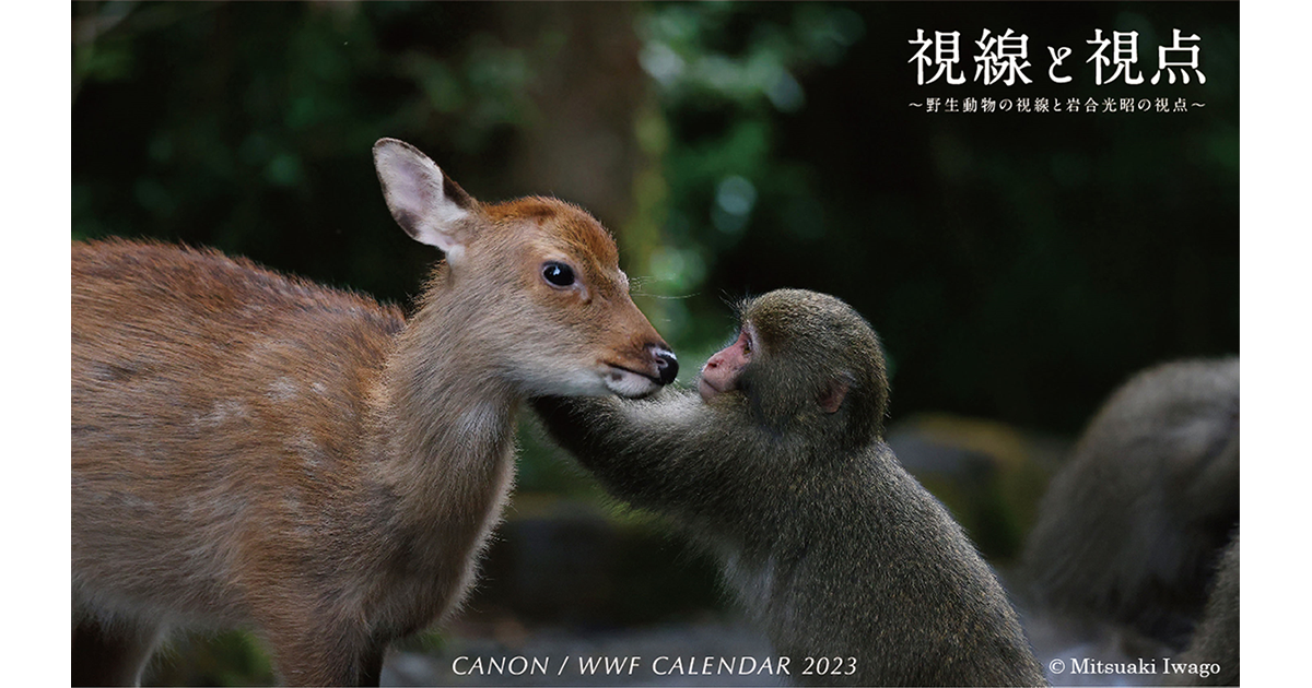 キヤノン／WWFカレンダー2023「視線と視点～野生動物の視線と岩合光昭